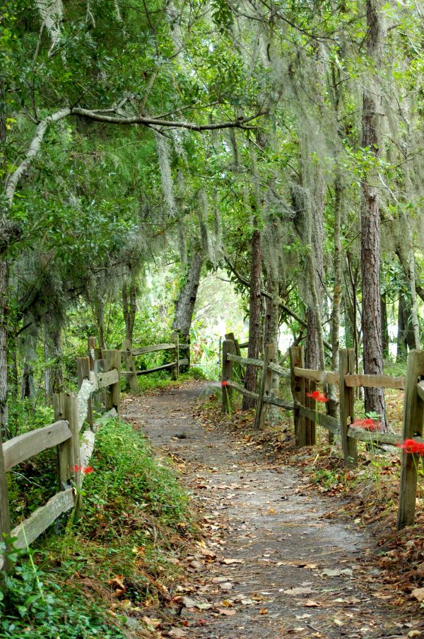 Trail at Audubon Swamp